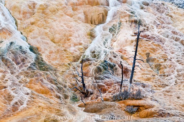 Mammoth Hot Springs, Yellowstone National Park by Carrie Brown.